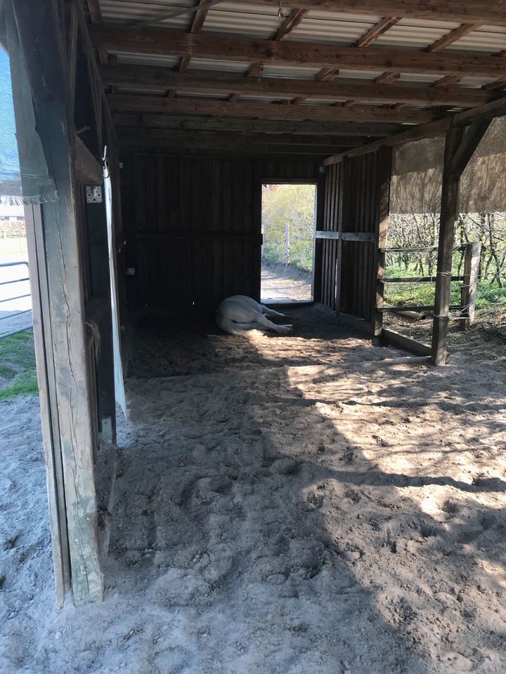 Offenstall-Platz mit Vollpension in Strenglin frei in Pronstorf