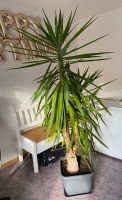 Yucca Palme mit Topf Freiburg im Breisgau - March Vorschau