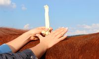 Ausbildung Osteopathie für Pferde Kurs N Bayern - Geretsried Vorschau