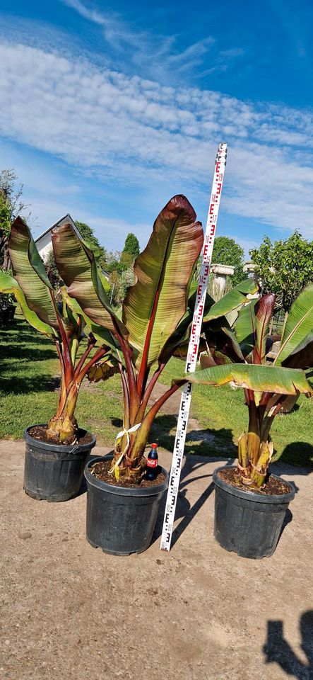 Ensete ventricosum maurelii Rote Banane in Delbrück