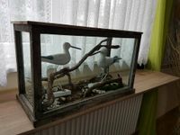 Deko Aquarium ca.60×25×35cm Hessen - Biebesheim Vorschau