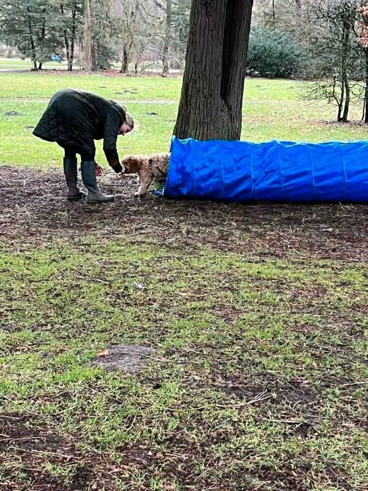 Beschäftiung u. Mantrailing Hamburg/Wendland - Hundeschule in Hamburg