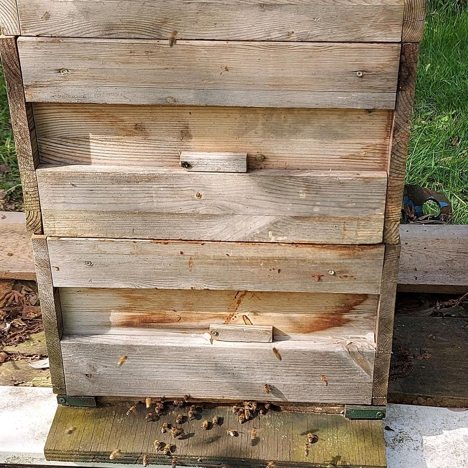 Imkerei Auflösung Bienenstand  Bienenvölker DN und Zander in Eching (Niederbay)