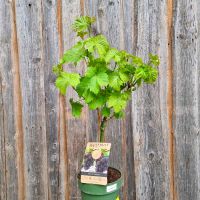 Vitis vinifera Weinrebe "Lakemont" weiss + "Vanessa" rot kernlos Bayern - Pfakofen Vorschau