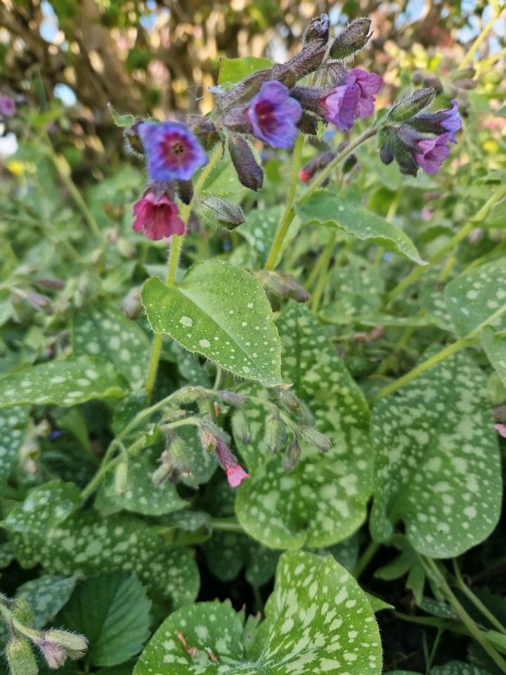 Ohne Blumen, Stauden, schöne Gehölze, Garten fehlt Dir was!!! in Neuenbrook