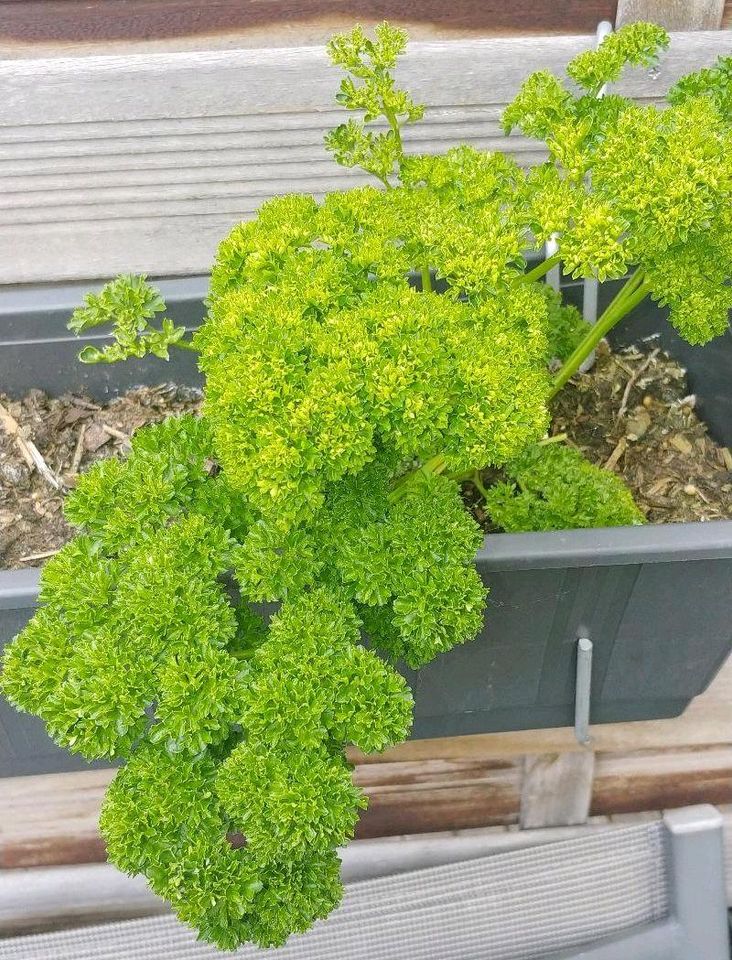 Anzucht Fensterbank Gewächshaus Microgrowings Microgreen Pflanzen in Neuss