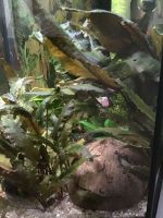 Cryptocoryne Wasserkelch Wasserpflanze Aquarium Fische Nordrhein-Westfalen - Rheurdt Vorschau