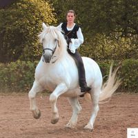 mobiler & online Reitunterricht Reitkunst Horsemanship TOUR MKK Hessen - Echzell  Vorschau