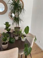 Pflanze - diverse Zimmerpflanzen Nordrhein-Westfalen - Kamp-Lintfort Vorschau