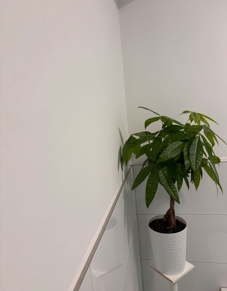 Zimmerpflanze mit Übertopf in Düren