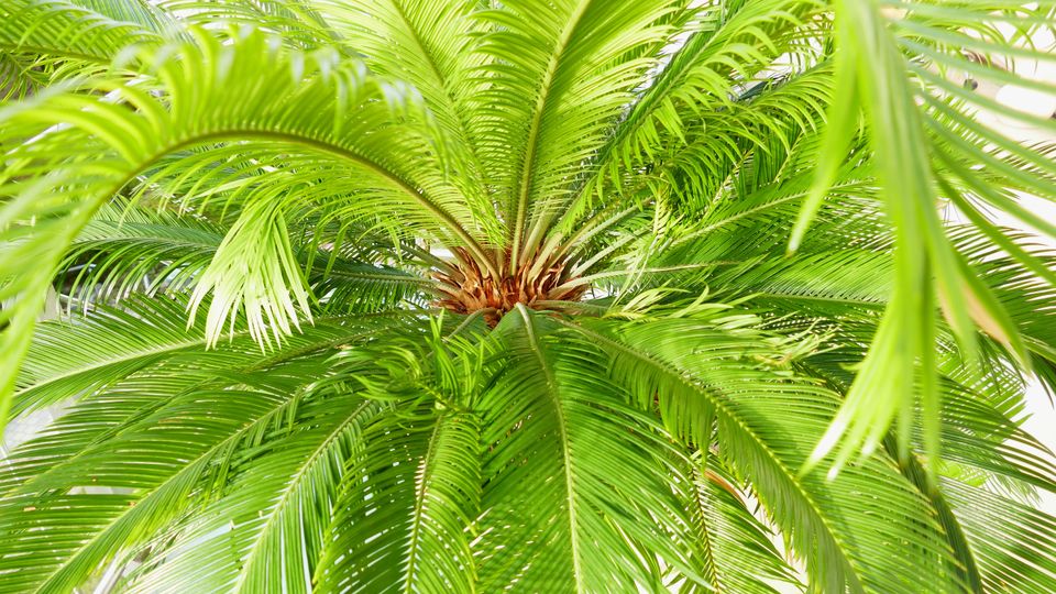 Palmfarn (Cycas revoluta) in Bad Endorf