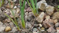 Natursteine zum verschenken! Hessen - Dieburg Vorschau