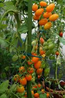 Tomatensamen Orange Roma Alte Tomatensorte 10 Samen = 2,50 € Nordrhein-Westfalen - Würselen Vorschau