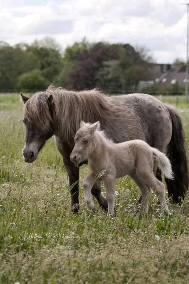 Minishetty / Dt. Partbred Shetlandpony /Mini Appaloosa in Oberhausen