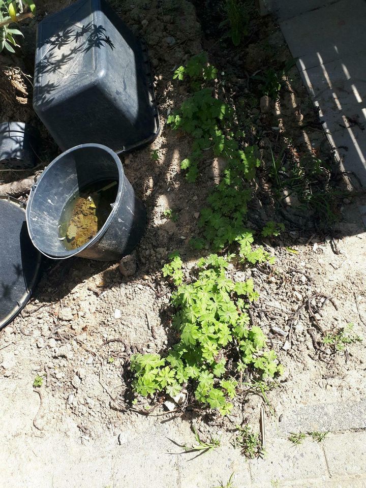 Spessartgeranien und Gartenerde kostenlos abzugeben in Veitshöchheim