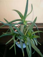 Aloe Vera, Zimmerpflanze, viele Pflanzen im Topf Nordrhein-Westfalen - Minden Vorschau