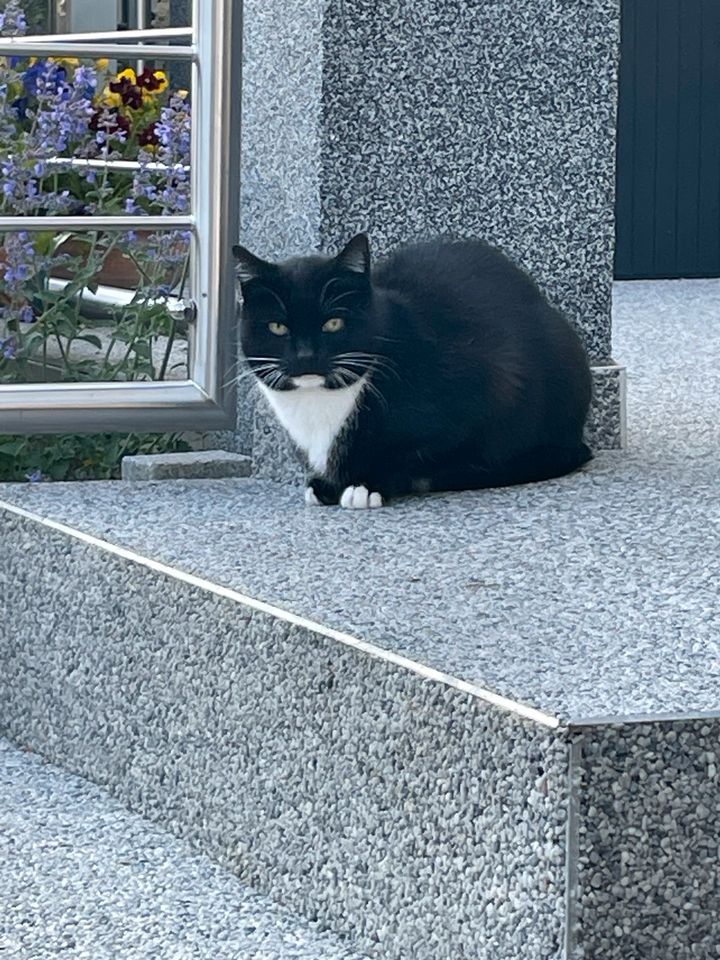 Katzenbetreuung Herne/ Betreuung bei Ihnen zu Hause in Herne