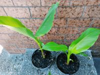 Japanische Faserbanane - Bananenpflanze - Musa basjoo - Staude Baden-Württemberg - Nußloch Vorschau