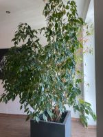 Benjamini Ficus groß mit Topf Baden-Württemberg - Bühlerzell Vorschau