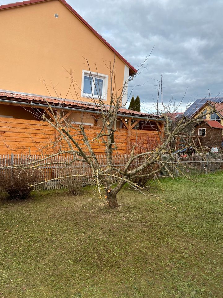 Heckenschnitt Rasenpflege Baumfällung Gärtner Gartenarbeiten in Treuchtlingen