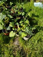 Junge Gemüsepflanzen Schleswig-Holstein - Meggerdorf Vorschau