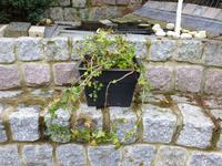 Efeu-Pflanze, Efeu Gartenpflanze, Pflanze Nordrhein-Westfalen - Kalletal Vorschau