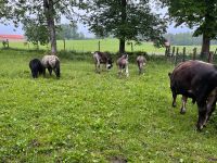 Esel/ Pony Hengst und Wallach Bayern - Wolfratshausen Vorschau