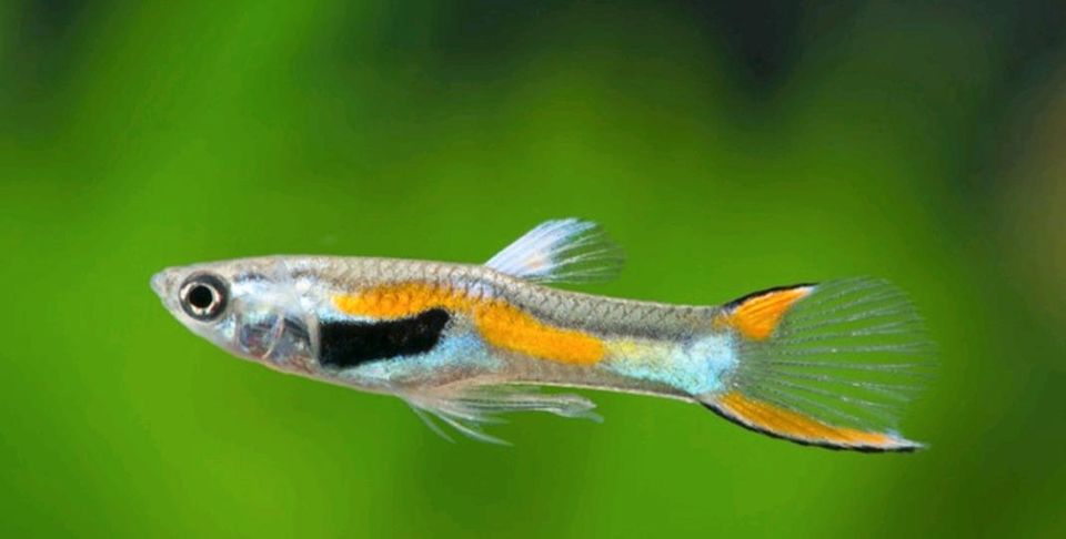 Endler Guppys Jungtiere Wildform in Duisburg