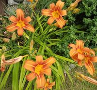 Große Gartenpflanze orange blühend winterhart taglilie Bayern - Feuchtwangen Vorschau