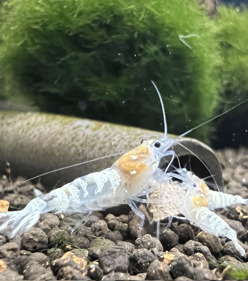 White Ghost Pinto Zebra Garnelen DNZ Caridina Zwerggarnelen in München