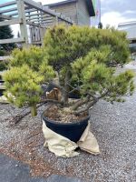 Kiefer Bonsai Formgehölz Nordrhein-Westfalen - Simmerath Vorschau