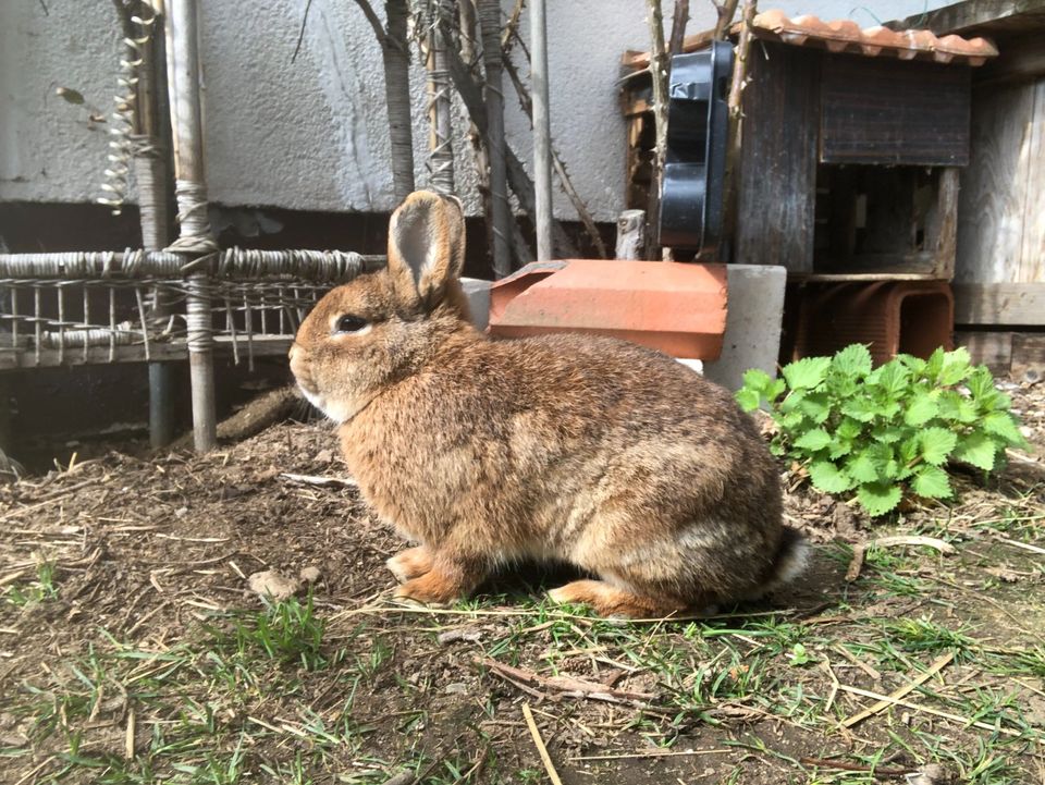 Hase Kaninchen Rammler Fellfarbe Kastanienbraun - Wildfarben in Waffenbrunn