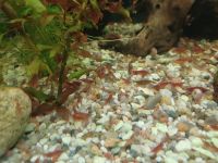 Aquarium Mini Garnelen 0,50€ ab 50 Stk. 0,40€ Schleswig-Holstein - Bad Segeberg Vorschau