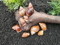 Achatschnecken (Archachatina marginata ovum) Bad Grund (Harz) - Windhausen Vorschau