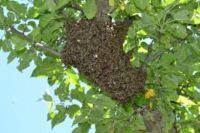 Ich fange Bienenschwärme Nordrhein-Westfalen - Spenge Vorschau