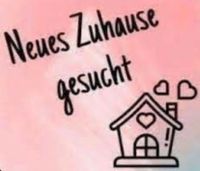 Suche eine mind. 3 Zimmer Wohnung  oder Haus zu mieten 21635 Jork Niedersachsen - Jork Vorschau