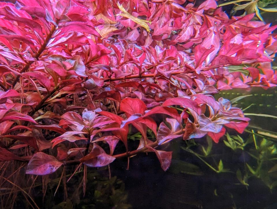 Ludwigia repens, rote Wasserpflanze, Aquariumpflanzen, Ableger in Flintbek