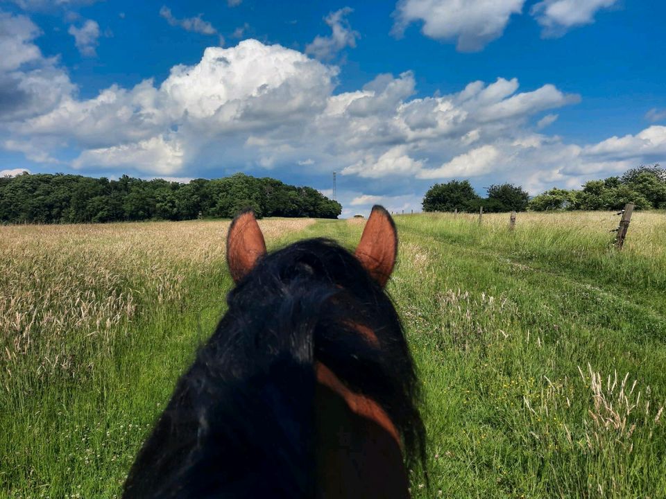 Pferd zu Verfügung in Hungen