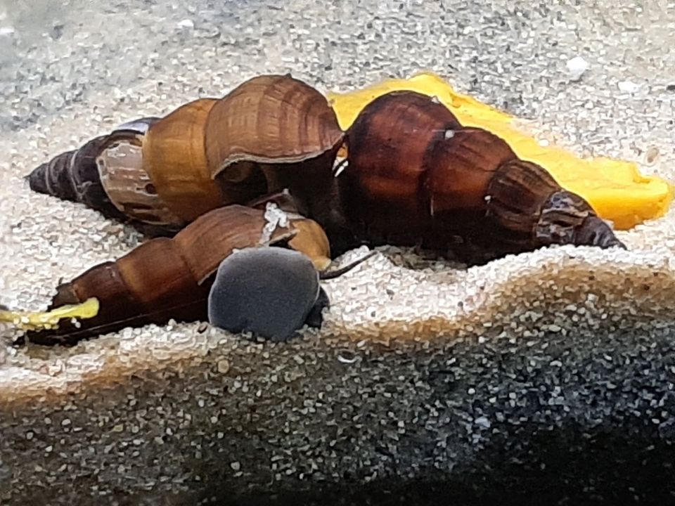 Tylomelania Perfecta lebend gebärend Wasserschnecke Donnerkeil in Jüchen