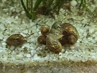 50 Schnecken fürs Aquarium - 10 Stück für 1€, Blasenschnecken Rheinland-Pfalz - Eppelsheim Vorschau