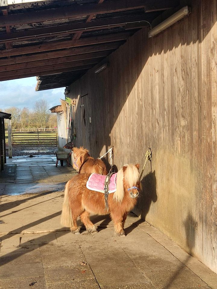 2 liebe Shetty Wallache in Badbergen