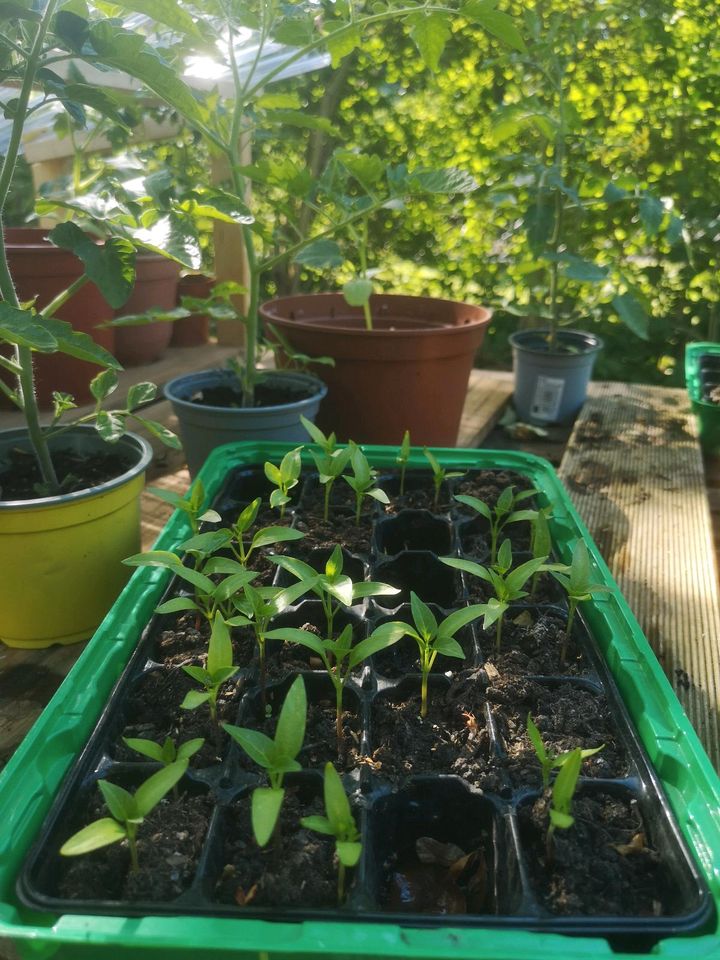 Biete Tomaten- & Paprikapflanzen in Heide