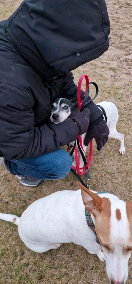 ELSA Bodeguero Hündin Tierschutz Hund in Neumünster