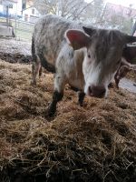 Charolais Rind/Fresser Baden-Württemberg - Ulm Vorschau