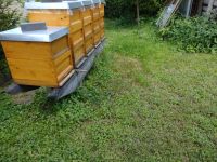 Bienen Jungvolk auf Zander - Königin markiert von 2024 Brandenburg - Schulzendorf bei Eichwalde Vorschau