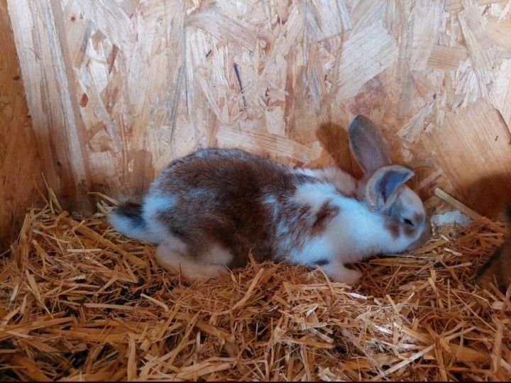 Kaninchen-Mädels 11 Wochen alt in Kemberg