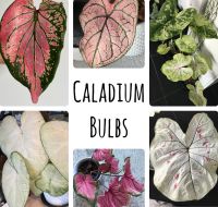 Caladium Bulbs / Buntwurz Knolle / Knollenpflanze Rheinland-Pfalz - Trier Vorschau