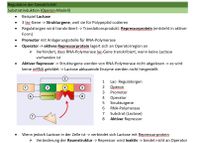 Biologie LK Lernzettel Abitur 2024 Hessen ALLE Themen von Q1-Q3 Hessen - Friedrichsdorf Vorschau