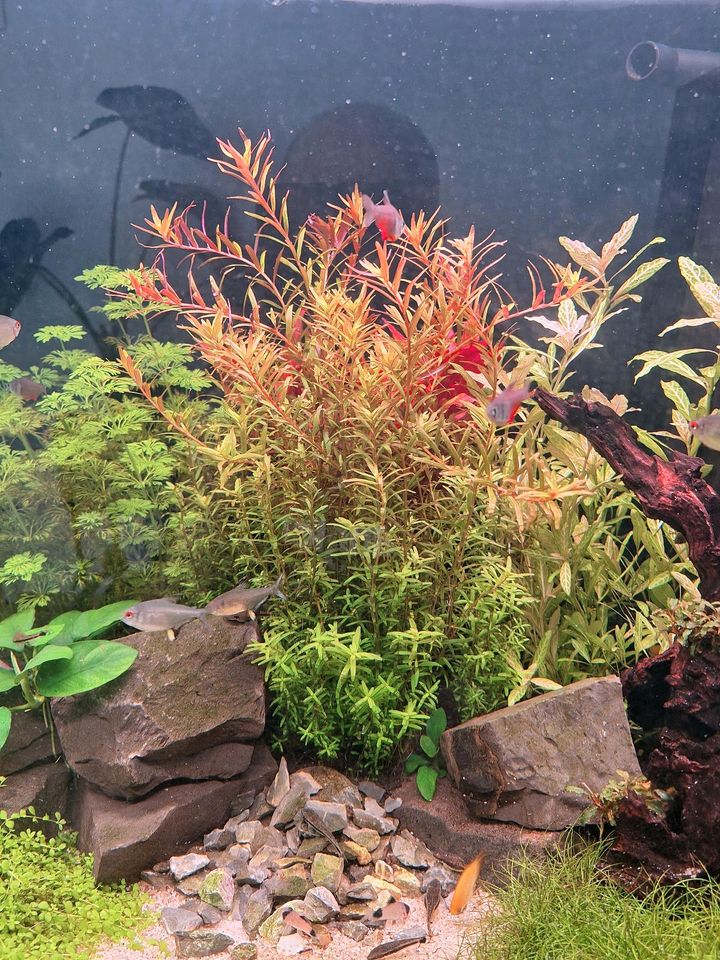 Rotala H ra in Saarbrücken