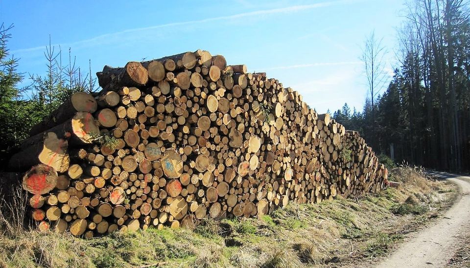 ☘️ Brennholz Kaminholz Stammholz u Scheitholz Raum Schleiz in Schleiz